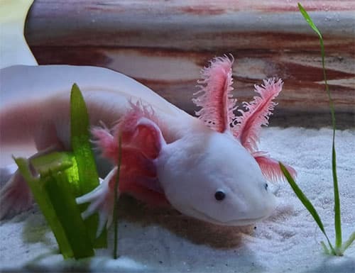 an axolotl in an aquarium